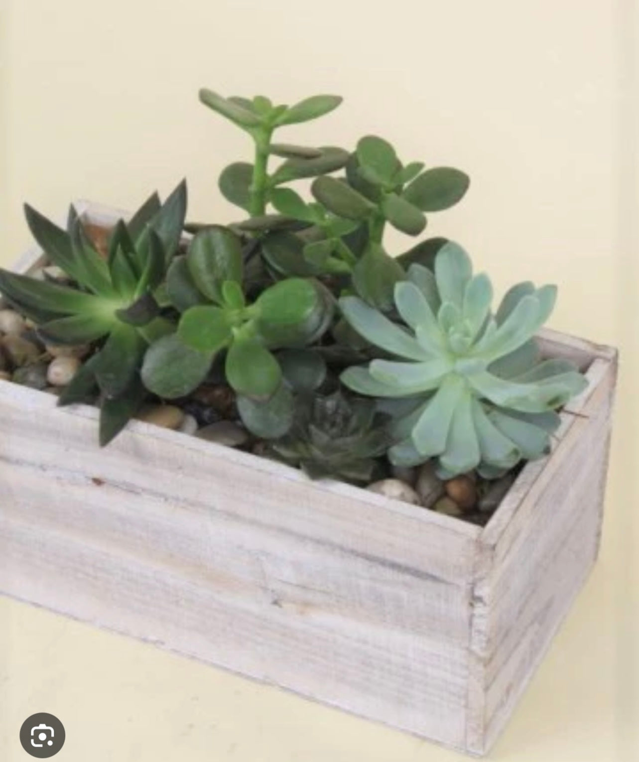Succulents | Design #2303