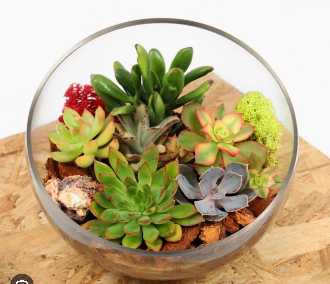Succulents | Design #2303