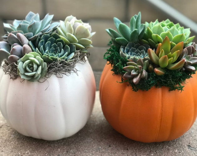 succulent studio pots Succulents